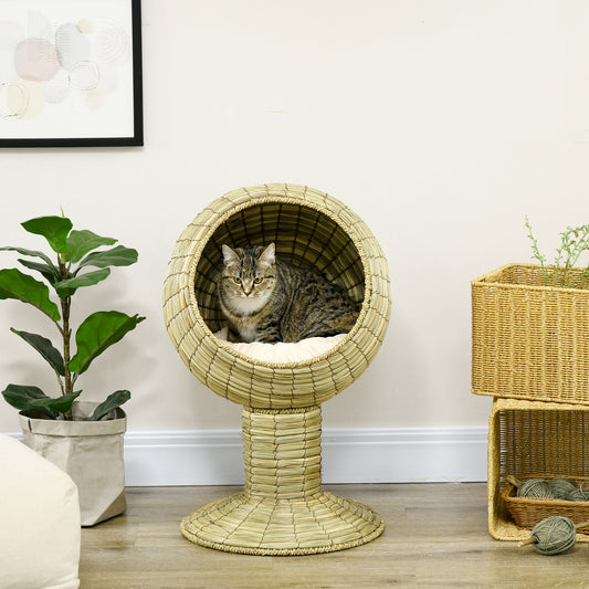 A cat in a considered, sunlit room