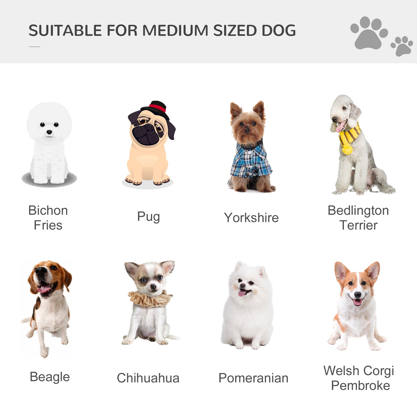 medium sized dog breeds guide: bichon, pug, yorkshire, bedlington, beagle, chihuahua, pomeranian, welsh corgi
