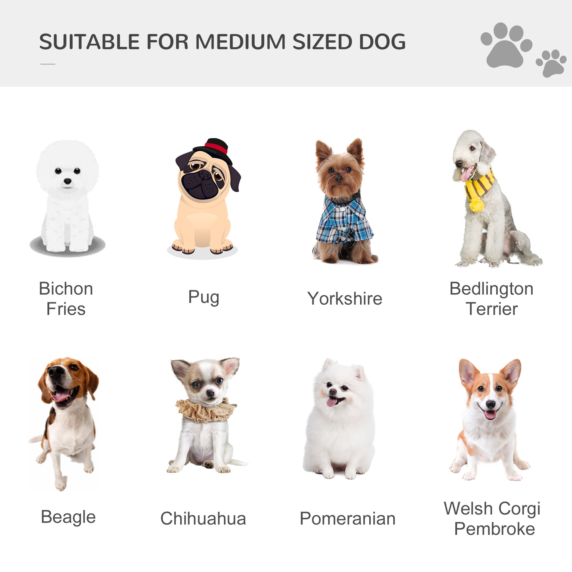 medium sized dog breeds guide: bichon, pug, yorkshire, bedlington, beagle, chihuahua, pomeranian, welsh corgi