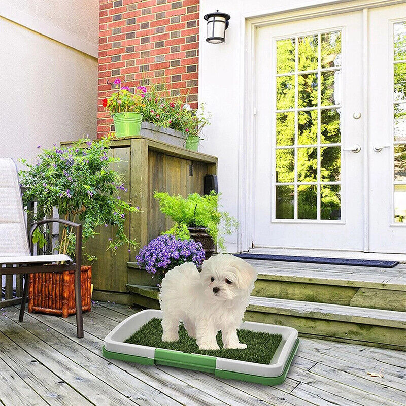 small white dog on artificial grass potty tray, wooden deck, brick wall, late afternoon light