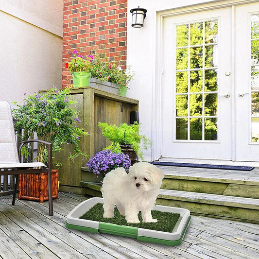 small white dog on artificial grass potty tray, wooden deck, brick wall, late afternoon light