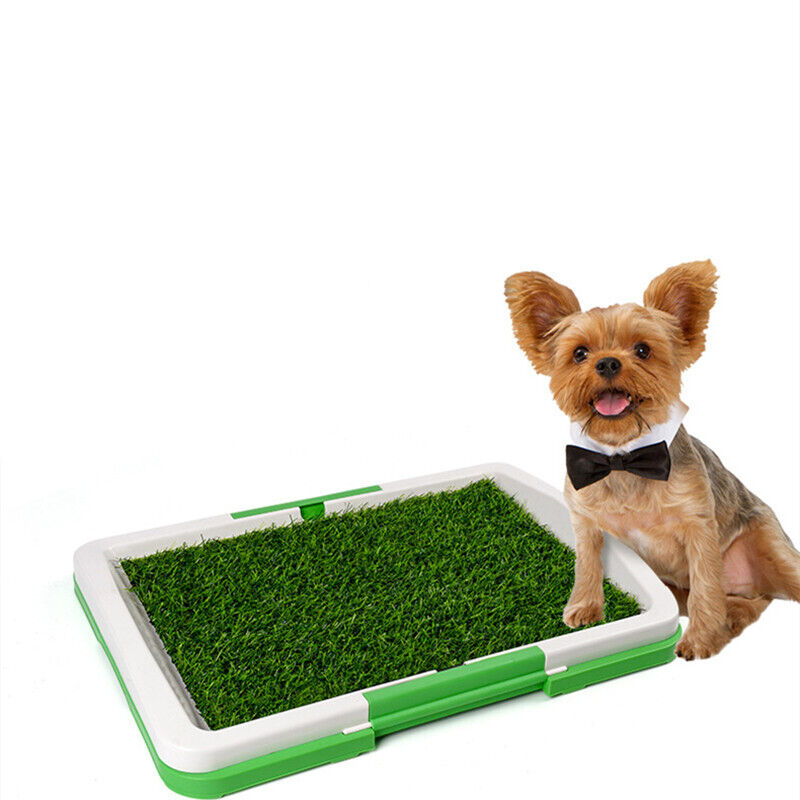 small dog beside artificial grass potty tray, white and green plastic frame, bright studio light
