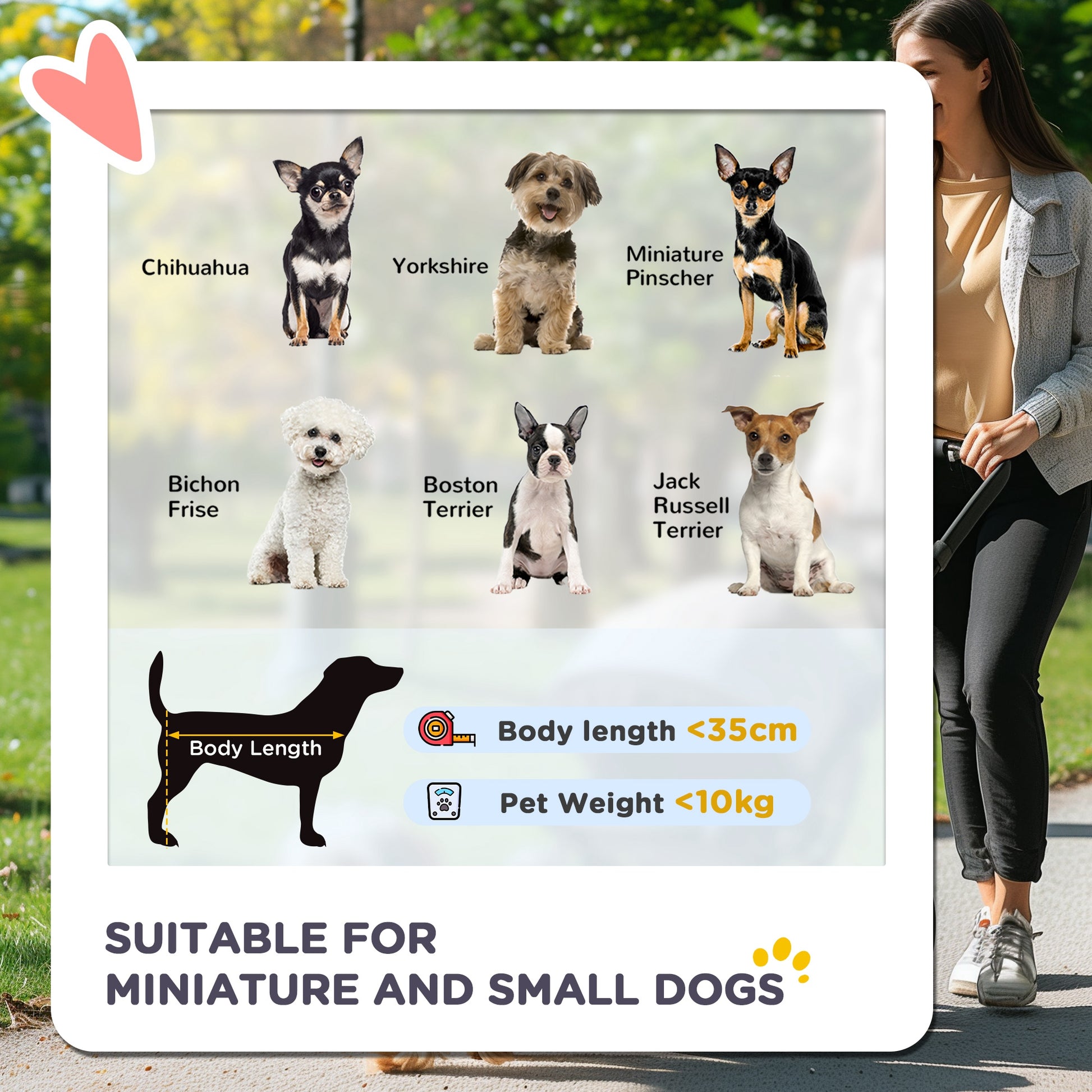miniature and small dogs, soft natural light, six breeds shown with size guide for pet accessories